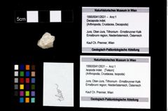 Foto (Objekt + Etikett) von Isopoda indet.  (NHMW-GEO-1990-0041-2631)